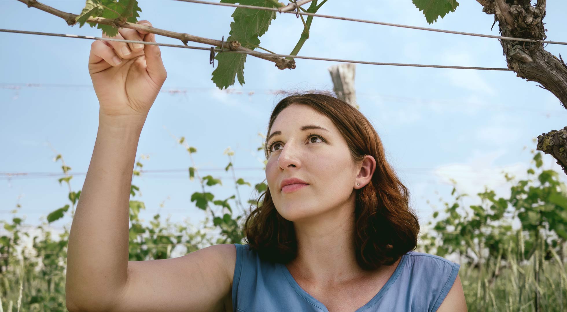 Anna Faber beobachtet eine Weinrebe im Weingarten, Aufnahme aus naher Perspektive
